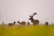 edelhert (Cervus elaphus) 9-2017 5972